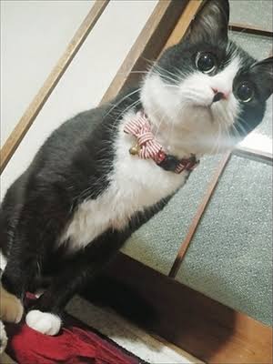 ハチワレネコの写真