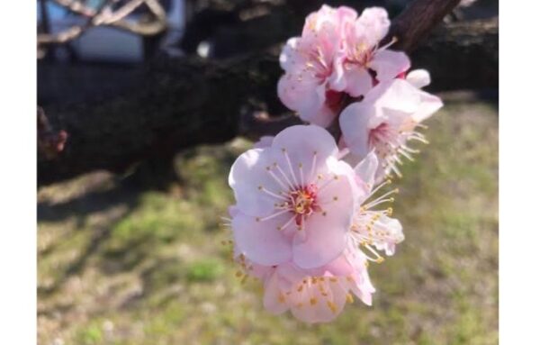 ■ 福山市田尻町の満開のあんず 