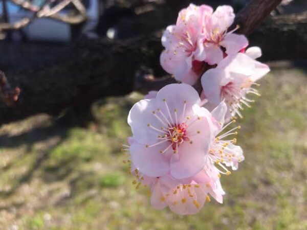 結婚指輪に花模様をデザインする 