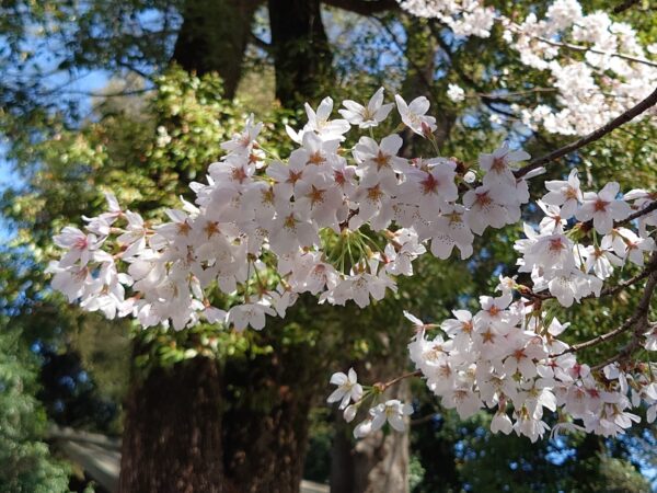早速、本日指輪を身に着けて、神社に行くと、きれいな桜が咲いていました！